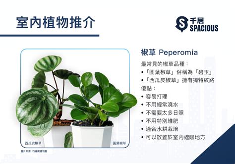 香港水種植物|【室內種植入門】9大超易打理+慳位室內植物！常綠